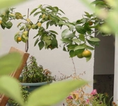 Limon Ağacı Nasıl Aşılanır? Limon Ağacı Nasıl Aşılanır?