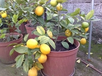 Saksıda Limon Nasıl Yetişir? Saksıda Limon Nasıl Yetişir?