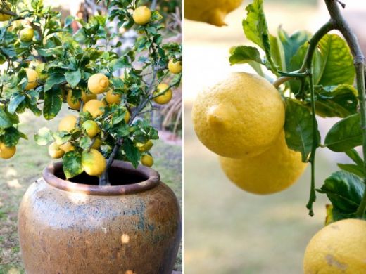 Limon Ağacı Nasıl Yetiştirilir