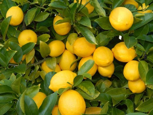 Limon Yetitiricilii